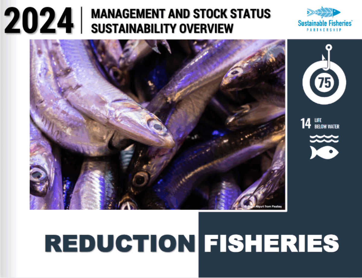 Screenshot of the front cover of SFP's 2024 Management and Stock Status Sustainability Overview of Reduction Fisheries, with a photo of small fish, the SFP logo, the T75 logo and the UN SDG 14 Life Below Water logo